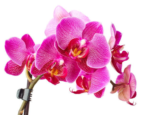 Красивые цветы орхидеи
 - Фото, изображение