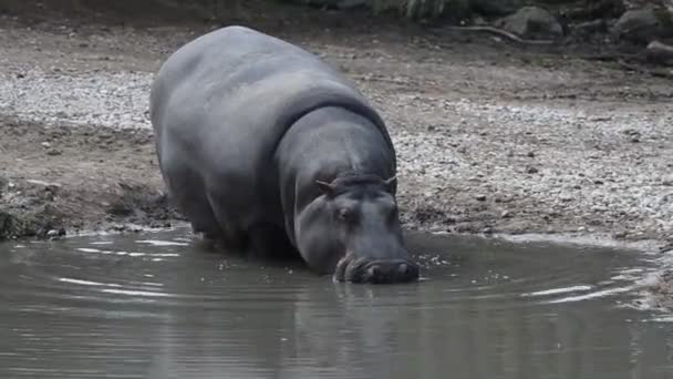 hipopótamo hipopótamo de cerca
 - Metraje, vídeo