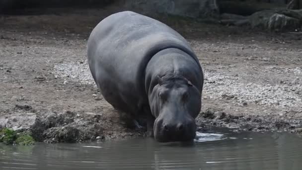 hipopótamo hipopótamo de cerca
 - Metraje, vídeo
