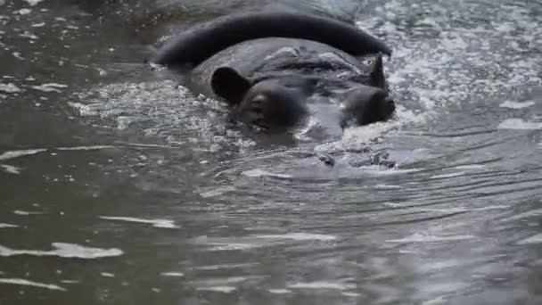hyppopotamus hipopotam z bliska - Materiał filmowy, wideo