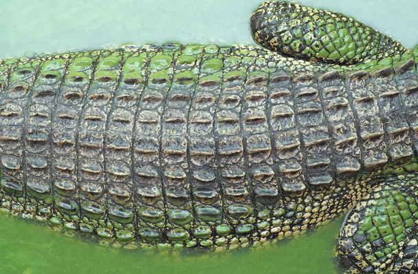 Textur der Krokodilalligatorhaut - Foto, Bild