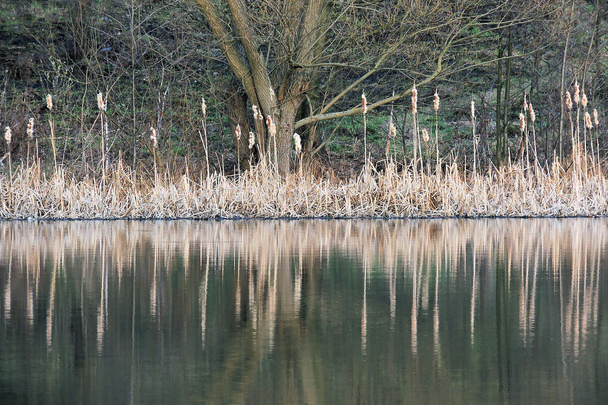 葦と水に反射  - 写真・画像