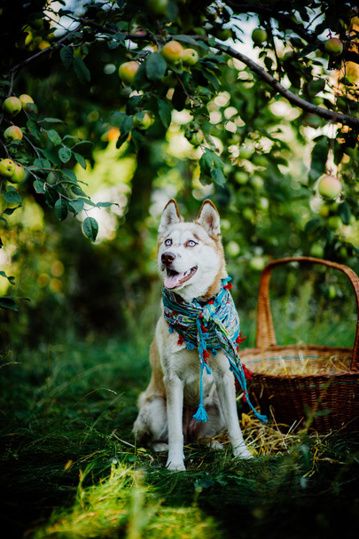 husky puppy playing outdoors - Fotó, kép