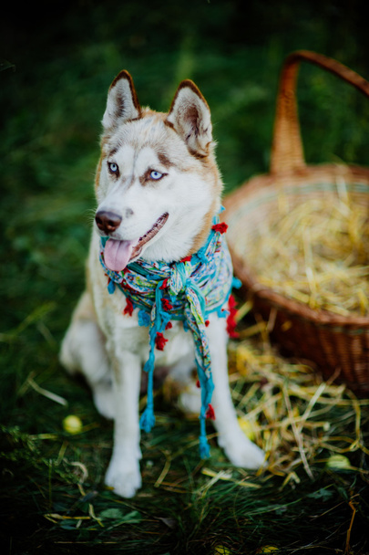 husky puppy playing outdoors - Foto, imagen