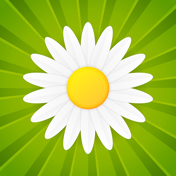 Spring flower daisy vector icon - Vektör, Görsel