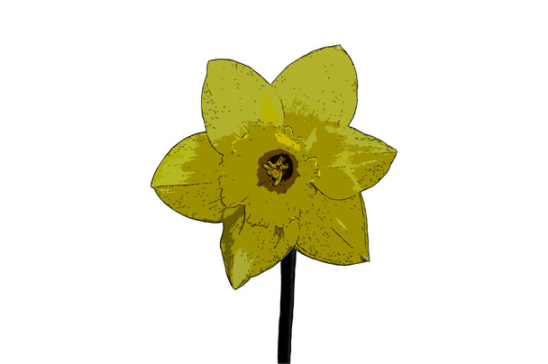 Narcisse fleur
 - Photo, image