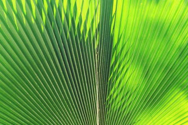 Vervagen van zon schijnt door een stralende groene blad - Foto, afbeelding