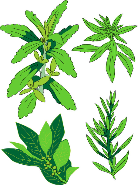 Herbes - illustration vectorielle
 - Vecteur, image