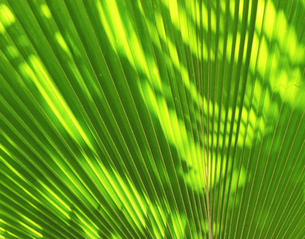 Θαμπάδα του ήλιου λάμπει μέσα από ένα ακτινοβολώντας πράσινο φύλλο - Φωτογραφία, εικόνα