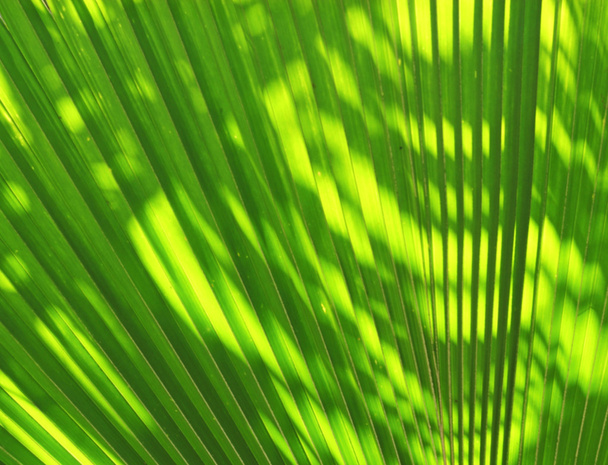 Borrão de sol brilhando através de uma folha verde radiante
 - Foto, Imagem
