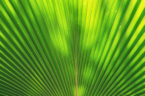放射緑の葉を通して輝く太陽のぼかし - 写真・画像