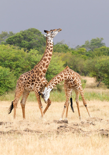 Dos machos de jirafa luchando
 - Foto, Imagen