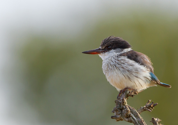 African kingfisher sitting on the perch - Photo, Image
