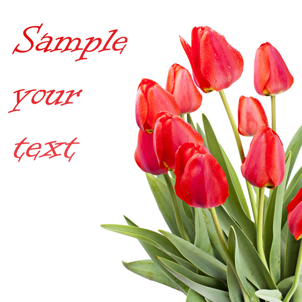 Red tulips isolated on white background - Φωτογραφία, εικόνα