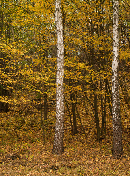 Autumn in the forest - Foto, afbeelding