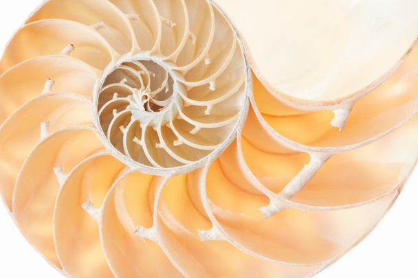 Nautilus shell golden section pattern background - Foto, Bild