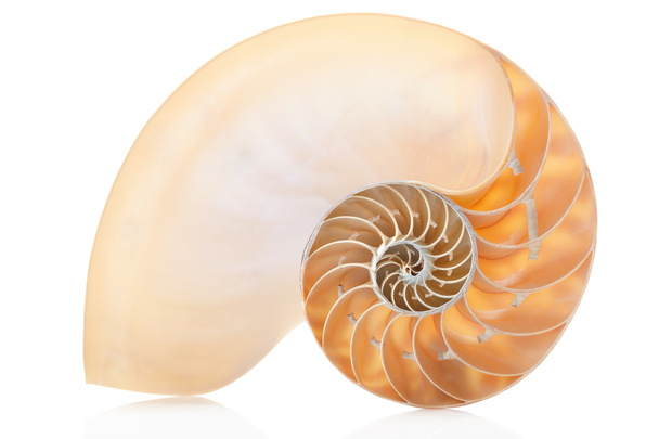 Nautilus shell section, perfect Fibonacci pattern on white - Foto, immagini