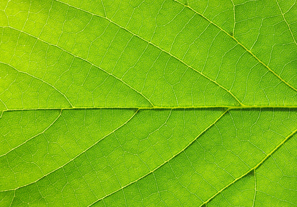 Leaf texture - Фото, изображение