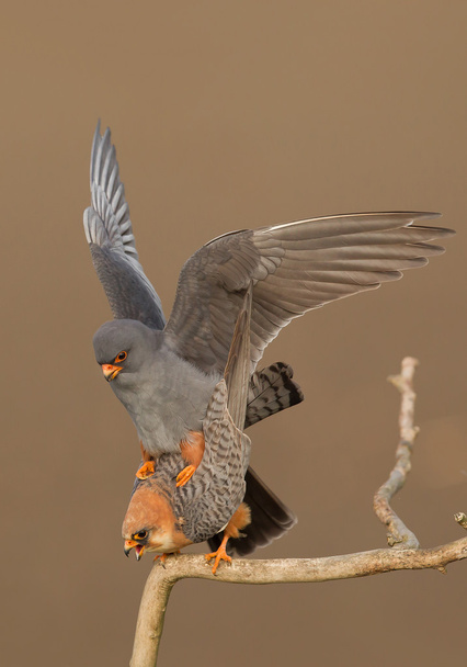 Pair of red footed falcon mating  - Photo, Image
