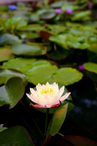 Water lily in pond - Valokuva, kuva