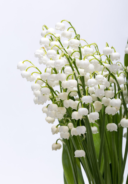 Konwalia (Convallaria Majalis) na białym tle - Zdjęcie, obraz