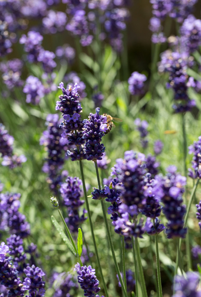 Gardens with the flourishing lavender  - Foto, afbeelding