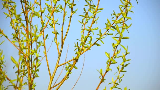 Young leaves on blue sky background. Close-up - Footage, Video