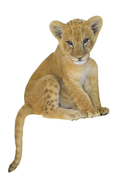 a tiger cub - Foto, Imagem