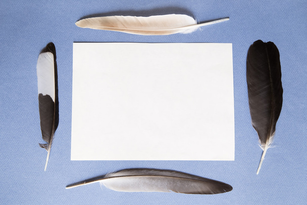 Feathers and a sheet of paper - Foto, imagen