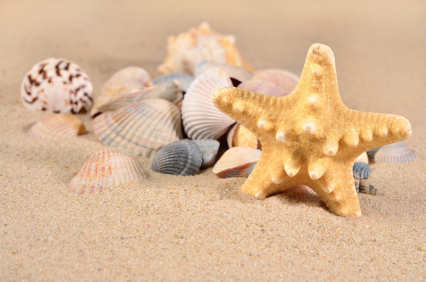 Зоряна риба і черепашки крупним планом в піску
  - Фото, зображення