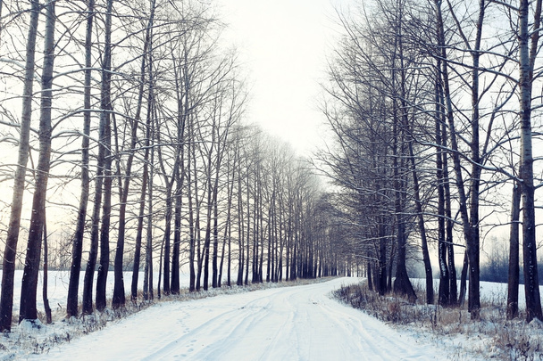 Snowy winter in the forest - Foto, Bild