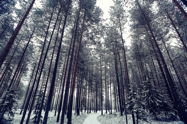 Snowy winter in the forest - Fotografie, Obrázek