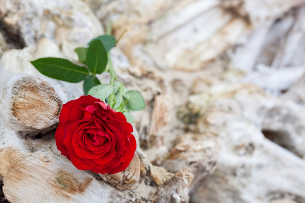 Red rose on the beach  - Photo, Image