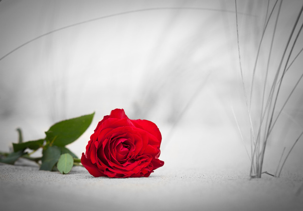 κόκκινο τριαντάφυλλο στην παραλία  - Φωτογραφία, εικόνα