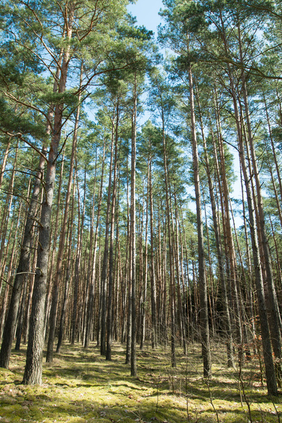 Tall trees in the forest - Фото, зображення