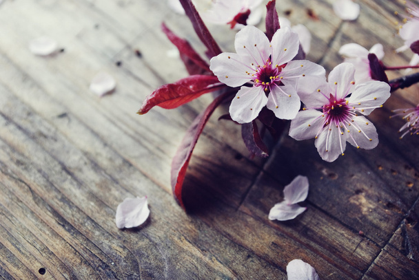 Flor de primavera
 - Foto, imagen