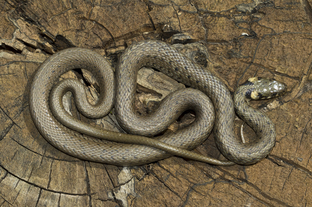 非草の毒ヘビ  - 写真・画像
