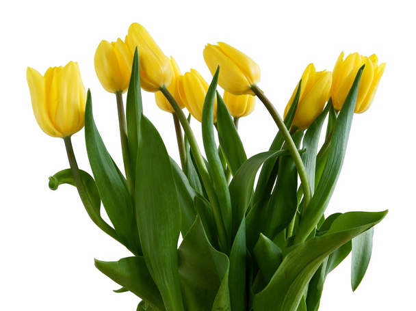 posy of yellow,pretty tulips - Foto, afbeelding