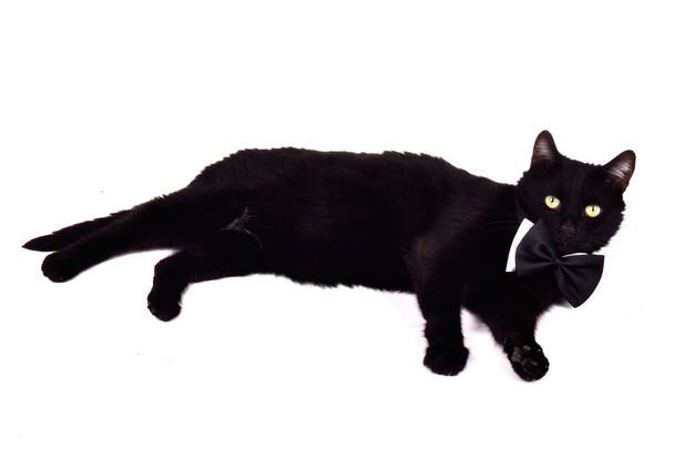Lazy cat with bow tie - Φωτογραφία, εικόνα