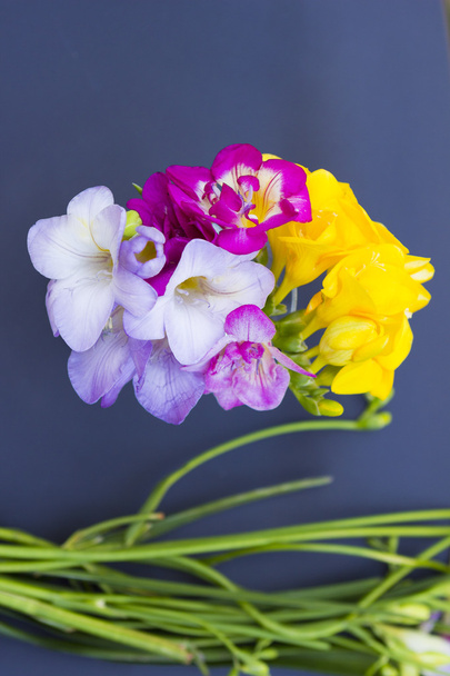 Hermosas flores de freesia de cerca
 - Foto, imagen