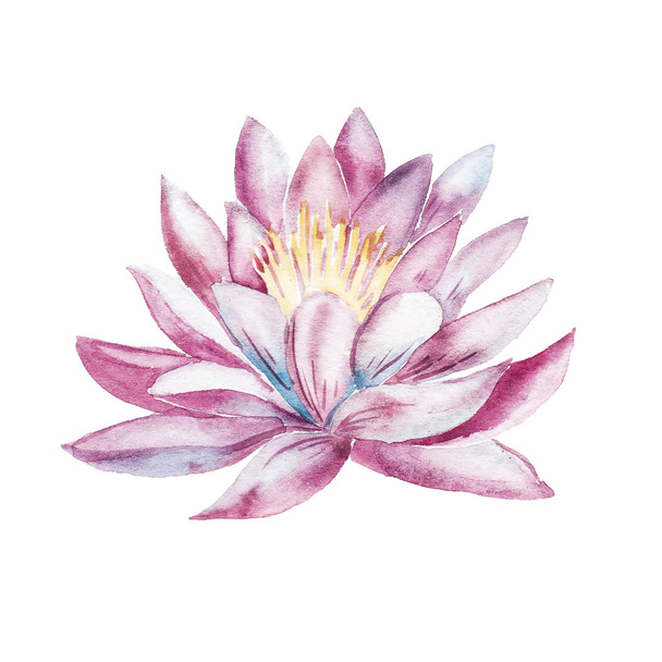 Water lily. Watercolor isolated object. - Φωτογραφία, εικόνα