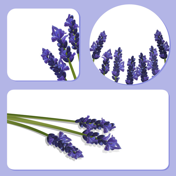 Lavender background templates - Vector, Image