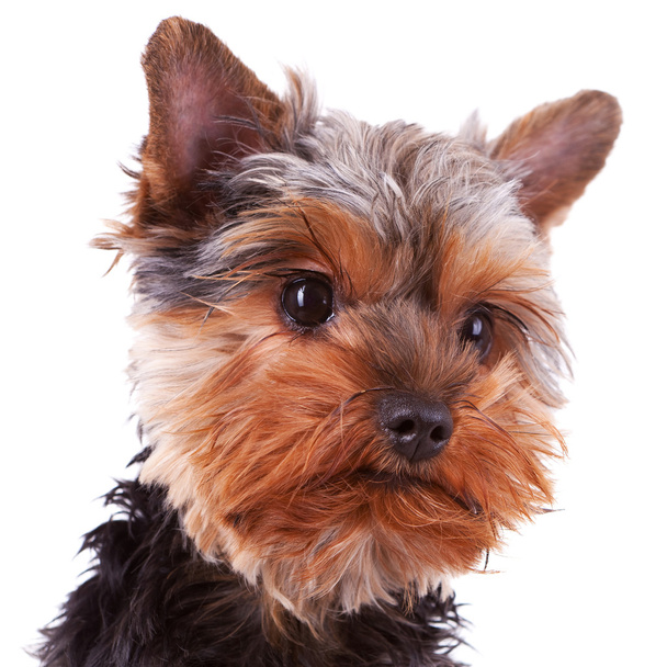 sevimli yorkshire köpek yavrusu başkanı - Fotoğraf, Görsel
