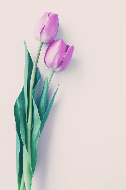 szép tavaszi tulipán - Fotó, kép