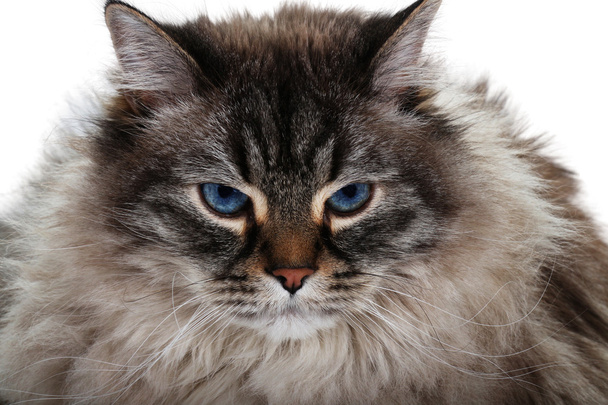 portret kota syberyjskiego na białym tle - Zdjęcie, obraz