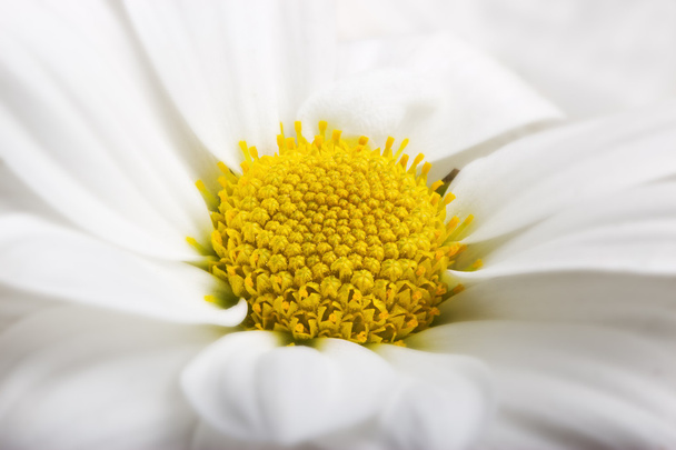 Crisantemo fiore con centro giallo. Macro
. - Foto, immagini