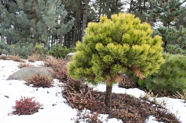 green dwarf mountain pine - Photo, Image
