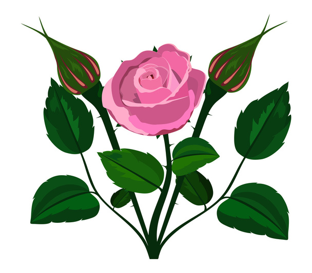 bush rose on a white background - Wektor, obraz