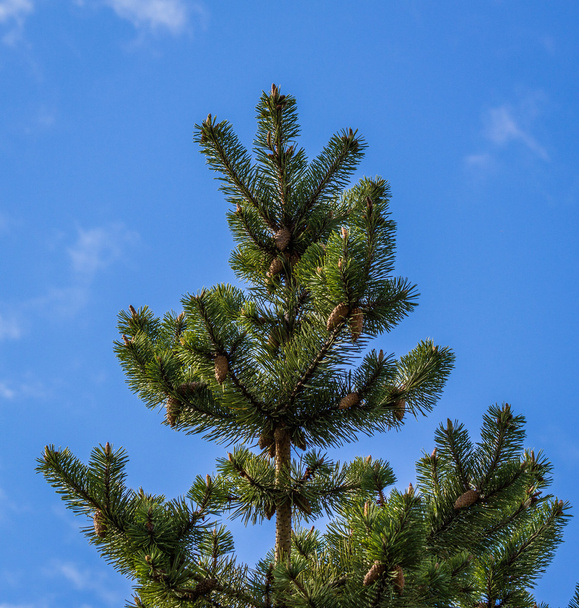 Spruce tree with cones - Foto, imagen
