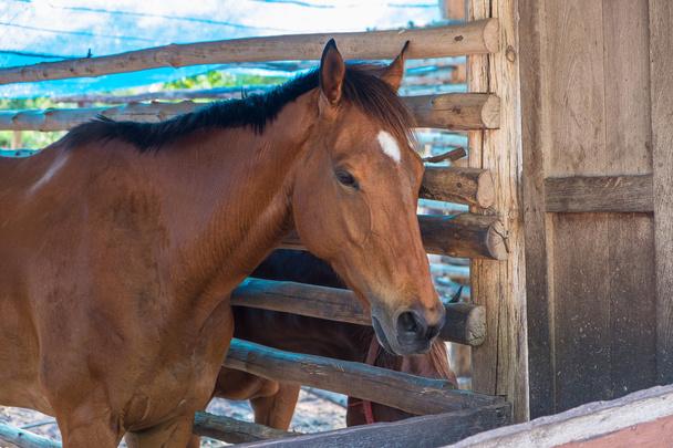 Cavallo bruno nella stalla - Foto, immagini
